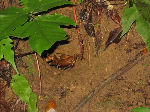 The freshwater land crab Eudaniela garmani in Gilpin Trace Forest Preserve, Tobago.<br />Photo: Ashleigh Smythe
