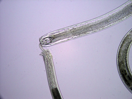 The predatory soil nematode Anatonchus tridentatus feeding on another nematode.