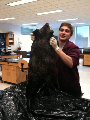 Ethan Ayres, Hamilton '13, with a beaver, ready for necropsy.