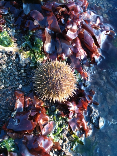 The green sea urchin, <em>Strongylocentrotus droebachiensis</em>.