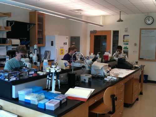 Doug Santoro '13, Rebecca Knipp '13 and Ethan Ayres '13, hard at work looking at worms in the microscope.