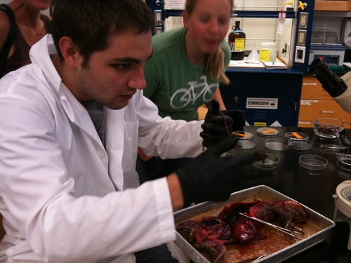 Ethan Ayres, '13, removes giant kidney worms from a mink.