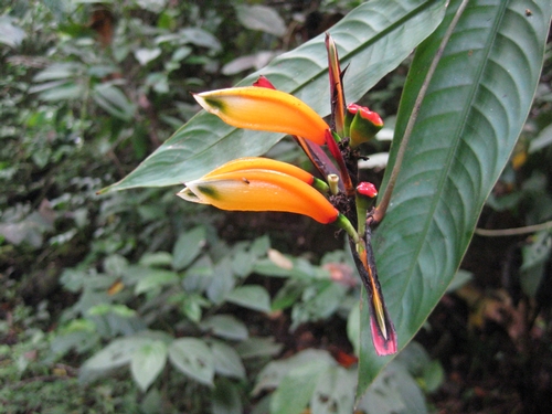 Bird of Paradise Flower in the Gilpin Trace Forest Preserve, Tobago.<br />Photo: Ashleigh Smythe