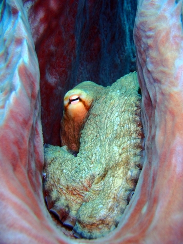 An octopus we found hiding in a barrel sponge.<br />Photo: Cheryl Thacker