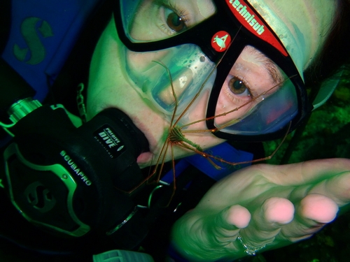 Ashleigh with an arrow crab (Stenorhynchus seticornis) on her mask.<br />Photo: Danny Gouge
