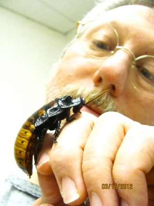 My collaborator Dennis Richardson of Quinnipiac University with one of his favorite creatures, a hissing cockroach.<br />Photo: Dennis Richardson