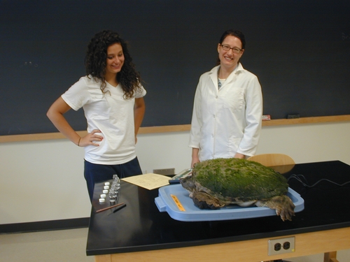 Kelly Fitzsimmons '10 and Ashleigh Smythe prepare to remove leeches from a large snapping turtle.<br />Photo: David Gapp