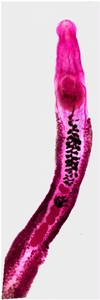 The trematode <em>Echinostoma</em> sp. from the intestine of the muskrat.<br />Photo: Calvin Johnson
