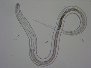 A juvenile of the marine nematode <em>Mesacanthoides</em> sp.<br />Photo: Ashleigh B. Smythe