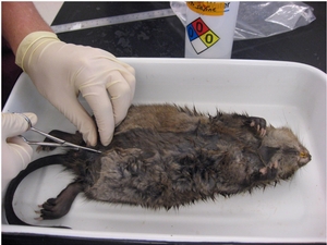 A muskrat about to be examined for internal parasites.<br />Photo: Alyssa Kanagaki